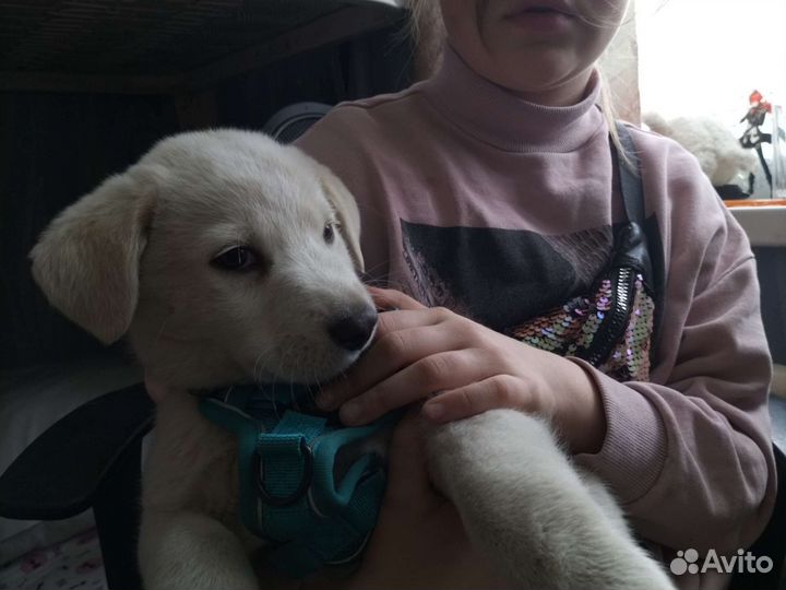 Собака в добрые руки щенок