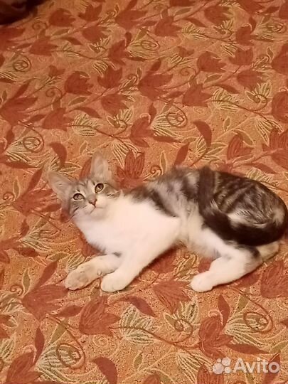 Кошечка в добрые руки