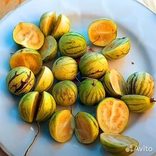 Тзимбало (мини-пепино)