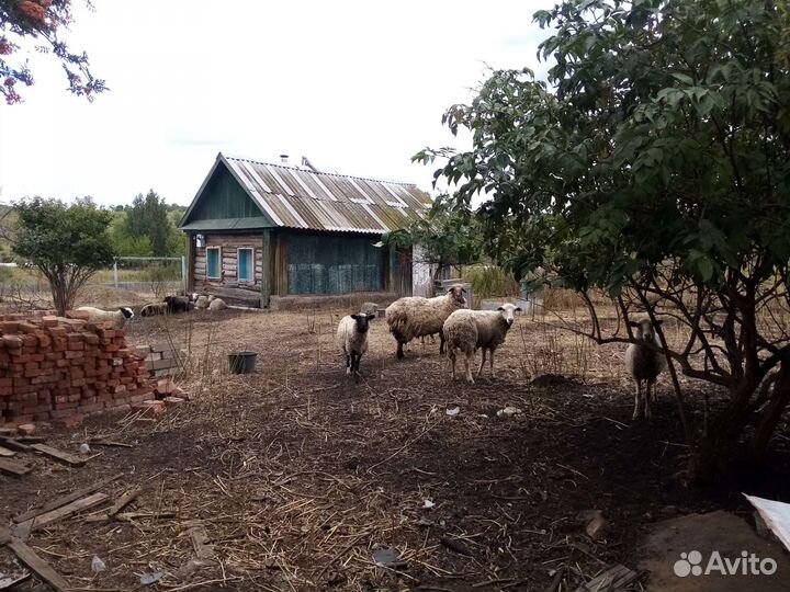 Овцы и бараны