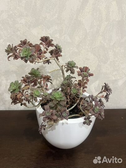 Крассула толстянка