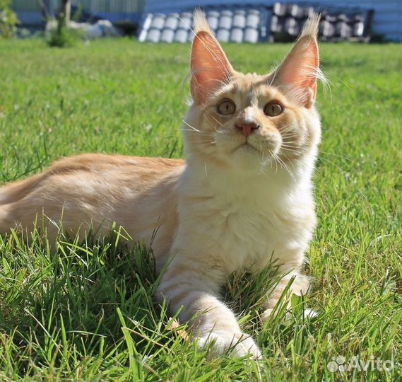 Мейн-кун котики