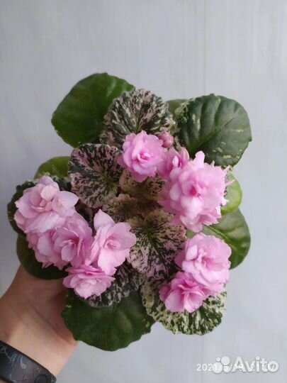 Фиалка Rose Bouquet - листы