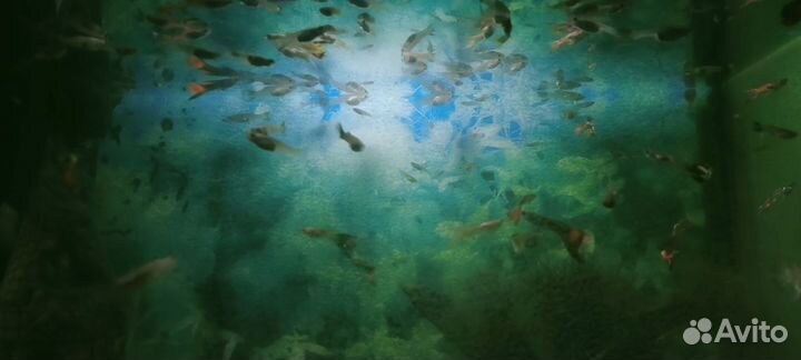 Гуппи мальки