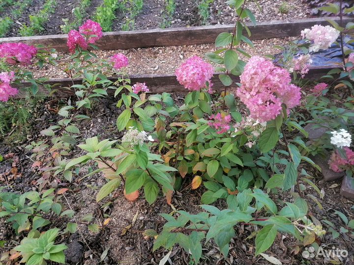 Гортензия метельчатая