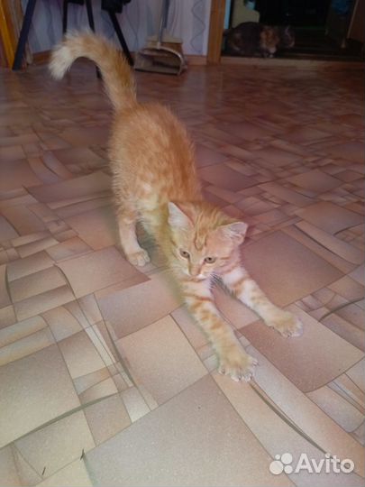 Рыжий котенок (мальчик)