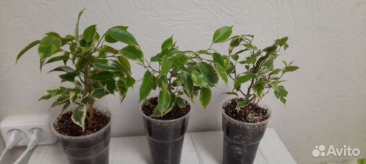 Фикус бенджамина