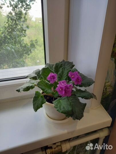 Комнатные цветы фиалки