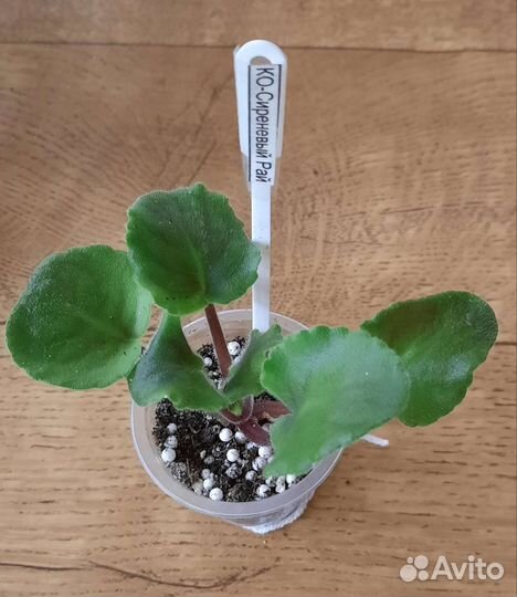 Фиалка (детки)