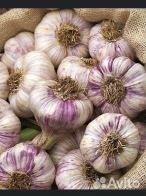 Чеснок озимый