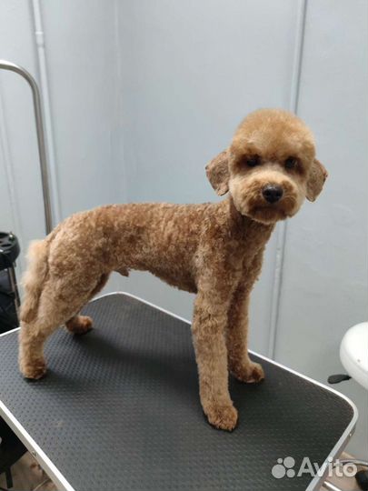 Стрижка домашних животных