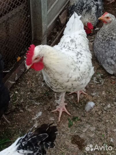 Петушки породы 