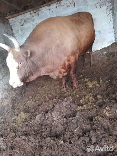 Бараны и бычки