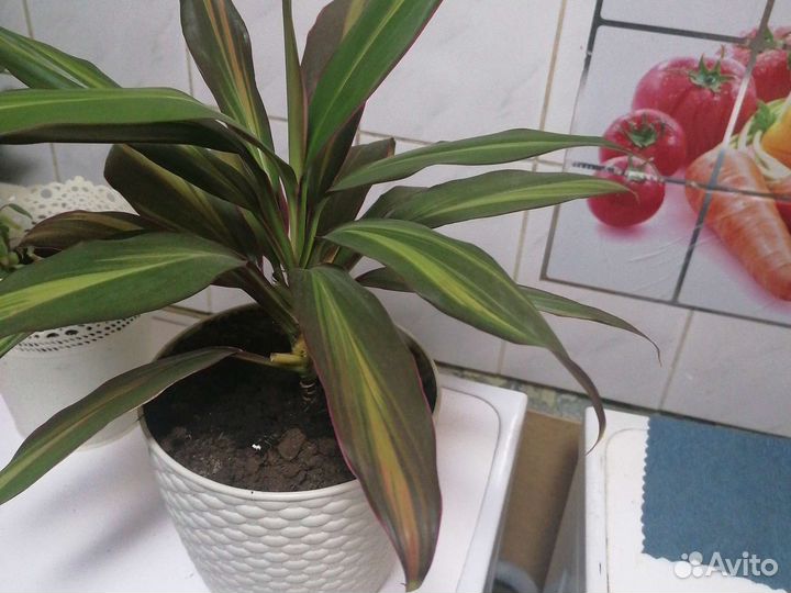 Комнатные цветы