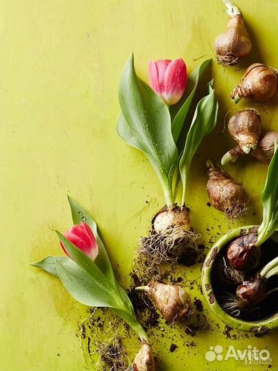 Луковица тюльпанов оптом 12;14+для выгонки