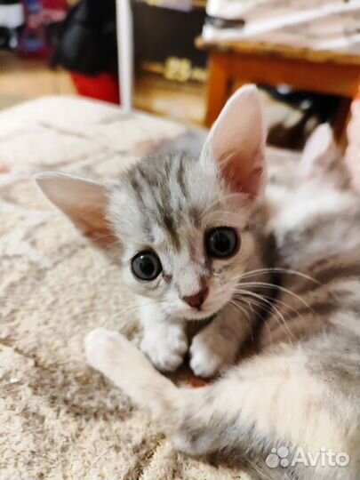 Котята подкидыши в добрые руки