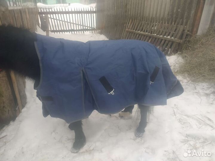 Попона для пони