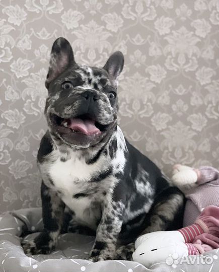 Французский бульдог