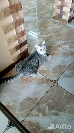 Кот для вязки