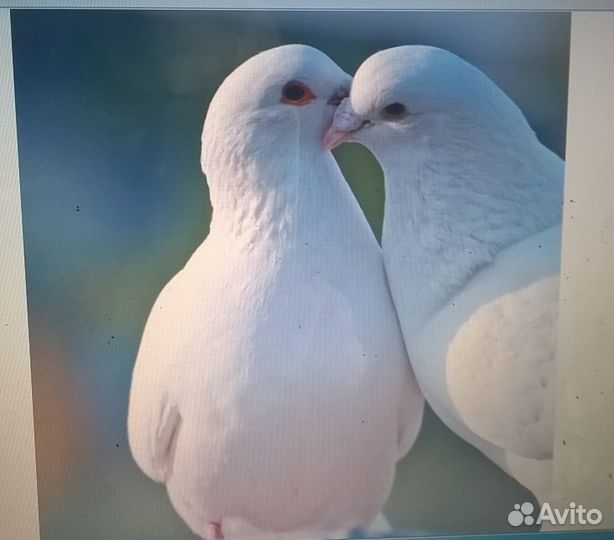 Голуби на свадьбу