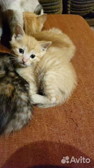 Кошка в дар