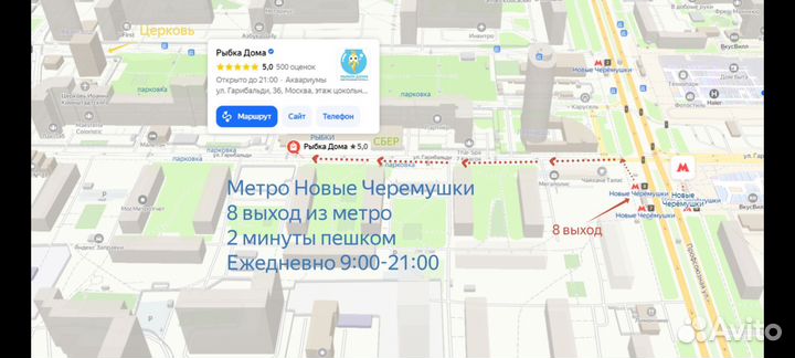 Аквариумное растение Порто Вельо в магазине