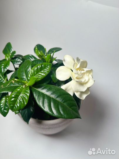 Гардения жасминовидная