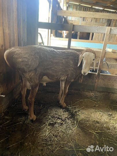 Овцы бараны