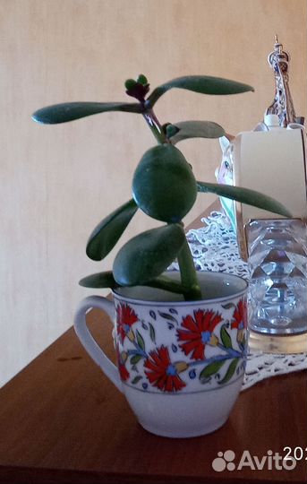 Толстянка/денежное дерево