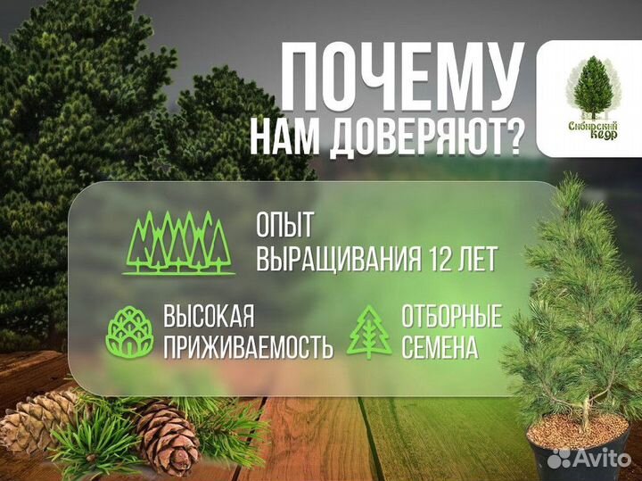 Саженцы кедра от производителя экстра класс