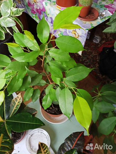 Фикус бенджамина