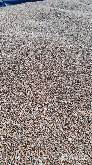 Зерно: ячмень и пщеница