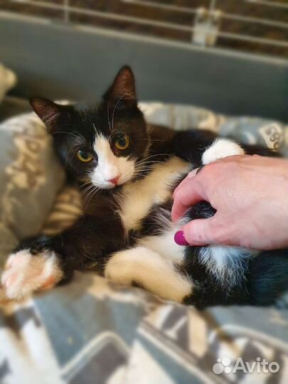 Скромный котенок