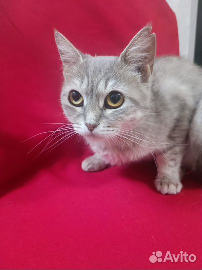 Кошка