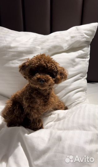 Вязка тикап той пудель red brown