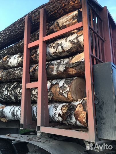 Лес кругляк - Берёза