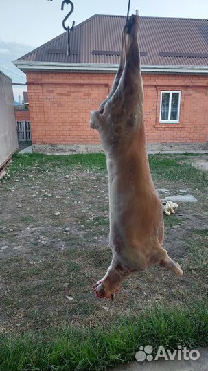 Овцы бараны ягнята