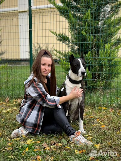 Передержка животных, зооняня