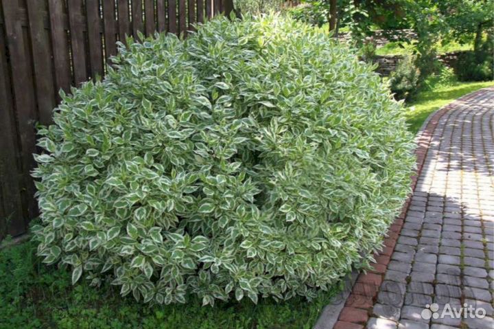 Дерен Элегантисимо