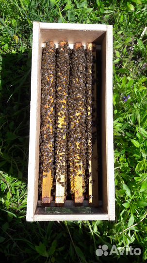 Пчелопакеты