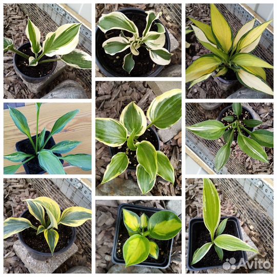 Хосты 10 видов