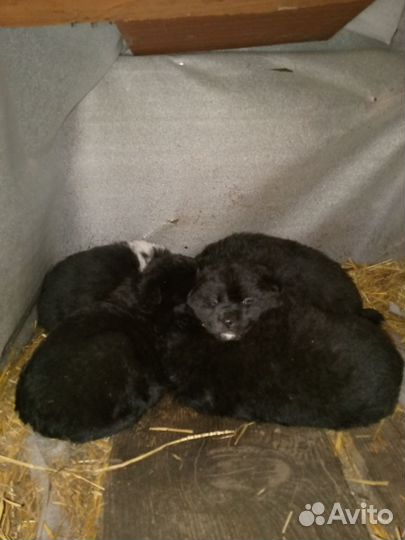 Щенки сибирской хаски мальчики