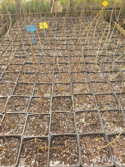 Гортензия Новинки, Пиксио, Бонфаер, Металика