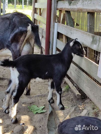 Козлята,Ла-Манча коза дойная с козочкой