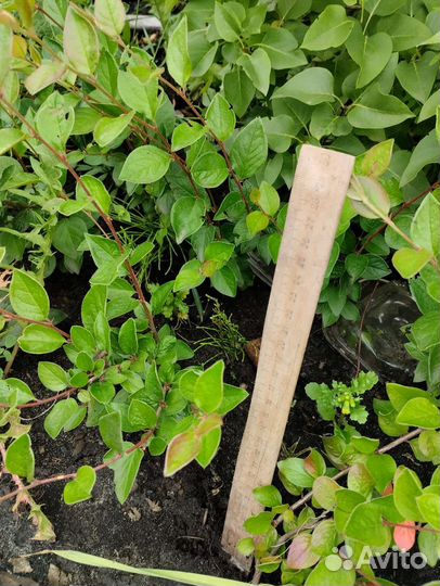 Кизильник блестящий