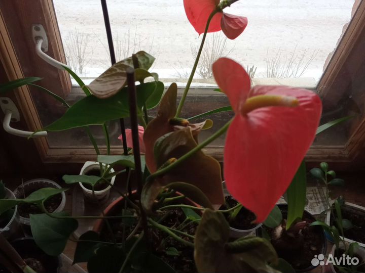 Гиппеаструм амариллис