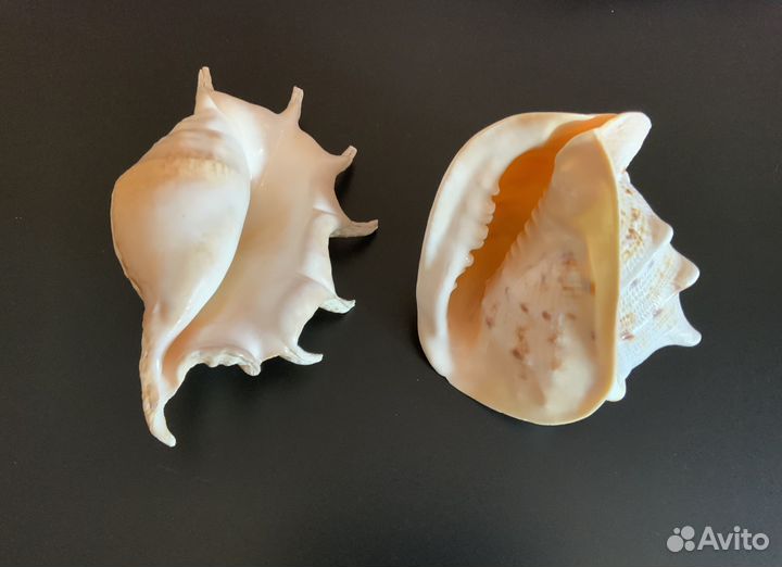 Морские ракушки крупные