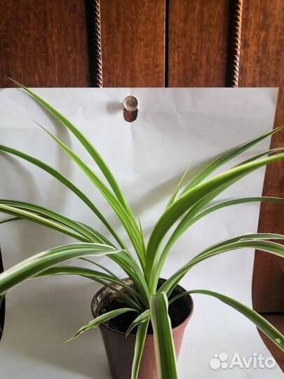 Хлорофитум