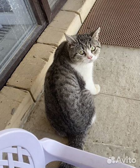Кот ищет хозяев