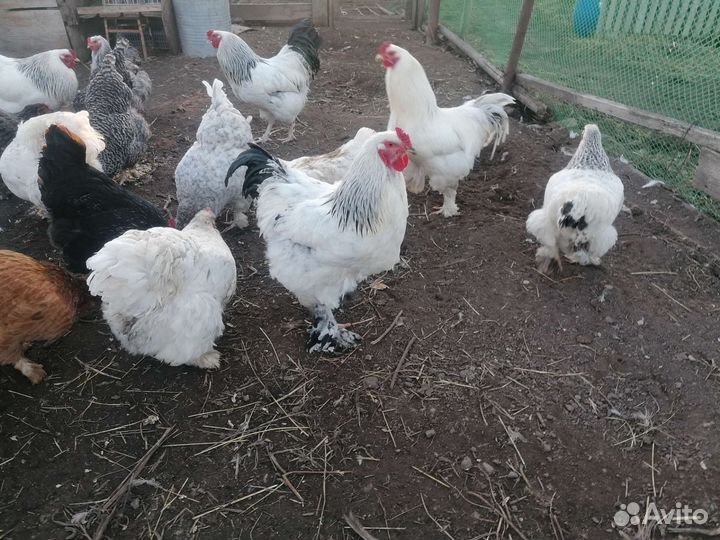 Яйца на инкубацию